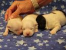 coton de tulear puppies for sale