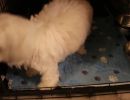 coton de tulear puppies for sale48