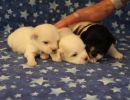 coton de tulear puppies for sale75