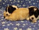 coton de tulear puppies for sale12