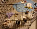 coton de tulear puppies for sale28