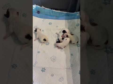 coton de tulear puppies for sale