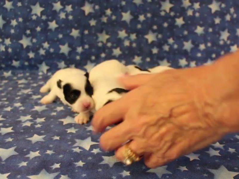 coton de tulear puppies for sale