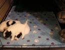 coton de tulear puppies for sale89