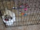 coton de tulear puppies for sale44