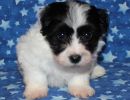 raza1 coton de tulear puppy for sale w6