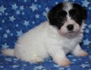 raza2 coton de tulear puppy for sale w6