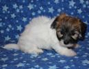 reena2 coton de tulear puppy for sale w6