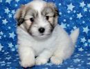 reggie1 coton de tulear puppy for sale w6