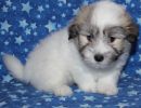 reggie1 coton de tulear puppy for sale w7