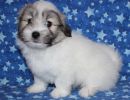 reggie3 coton de tulear puppy for sale w7