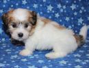 rex3 coton de tulear puppy for sale w6