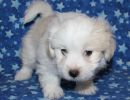 ridley1 coton de tulear puppy for sale w7
