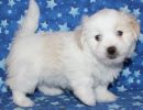 ridley2 coton de tulear puppy for sale w6