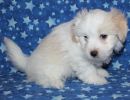 ridley2 coton de tulear puppy for sale w7