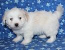 ridley3 coton de tulear puppy for sale w6