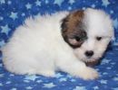ripa2 coton de tulear puppy for sale w6