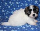rizzo2 coton de tulear puppy for sale w6