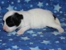 sahara3 coton de tulear puppy for sale w2