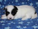 sahara3 coton de tulear puppy for sale w3