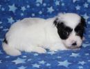 saraha2 coton de tulear puppy for sale w4