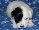 samira1 cotondetulearpuppyforsalew3
