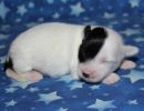 samira2 cotondetulearpuppyforsalew1