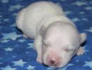 sammie1 coton de tulear puppy for sale w1