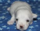 sammie1 coton de tulear puppy for sale w2