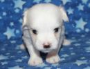 sammie1 coton de tulear puppy for sale w4