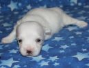 sammie3 coton de tulear puppy for sale w2