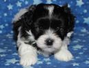 slade1 cotondetulearpuppyforsalew1