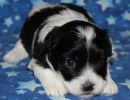 slade1 cotondetulearpuppyforsalew3
