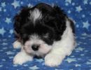 slade1 cotondetulearpuppyforsalew6