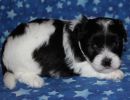 slade2 cotondetulearpuppyforsalew4