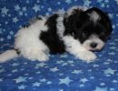 slade2 cotondetulearpuppyforsalew6