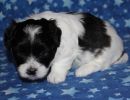slade3 cotondetulearpuppyforsalew4