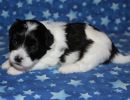 slade4 cotondetulearpuppyforsalew3