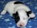 sapphire1 cotondetulearpuppyforsalew1