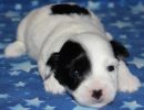 sapphire1 cotondetulearpuppyforsalew2