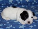 sapphire2 cotondetulearpuppyforsalew2