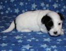 sapphire2 cotondetulearpuppyforsalew3
