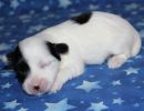 sapphire3 cotondetulearpuppyforsalew1