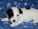 sapphire3 cotondetulearpuppyforsalew3