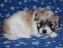 sassy2 cotondetulearpuppyforsalew4