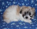 sassy2 cotondetulearpuppyforsalew6