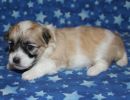 sassy3 cotondetulearpuppyforsalew3