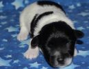 sawyer1 coton de tulear puppy for sale w1