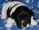 sawyer1 coton de tulear puppy for sale w2