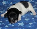 sawyer3 coton de tulear puppy for sale w1